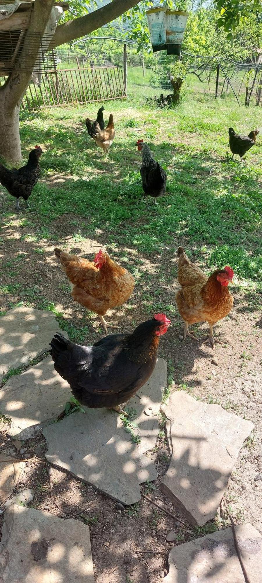 Country Home Genesi 20 Min From Trikala Екстер'єр фото